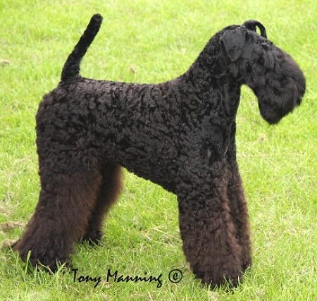 CH PERRISBLU KENNISLAIN'S CHELSEY AS A PUPPY 2008