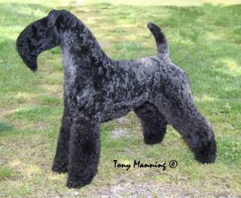 Granemore Imperial Beauty of Colinca