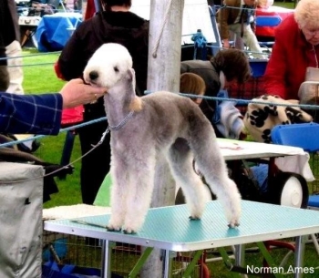 Miteymidgets Hawkers Cove