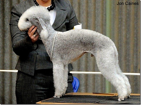 BOB ROCABEC DEFINITELY MAYBE (MR & MRS P CUMMING) 