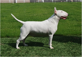 CH UKUSA VEGAS AT DITON (English Bull)