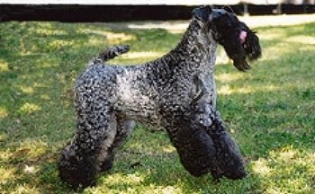 Multi Ch Aran Enniskerry 'Bo'