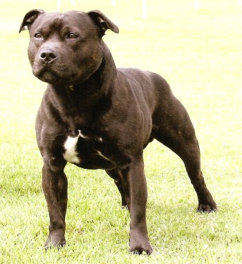 Staffordshire Bull Terrier
