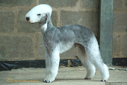 Ch Sharnor High I'm Viktor At Kierlander