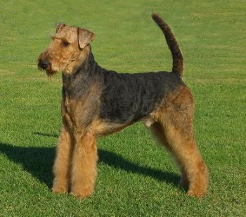 Airedale Terrier