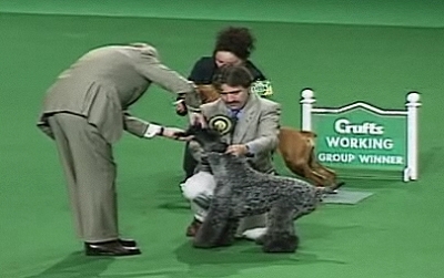 Ch Torums Scarfe Michael Crufts BIS 2000