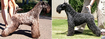 Dinnyésvárosi Heves X La Juli de La Cadiera