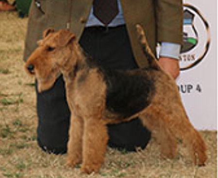 Group - 1st Place	6195 - Wickie vom Granitfelsen at Letoha, Breed: Welsh Terrier (Ms A O&rsquo;connell)