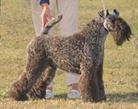 BEST : 5116 DAVANI, Ms Cara & POTTS, Mr Andrew - Ch Kebulak Killer Queen - KERRY BLUE TERRIER - Bitch