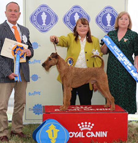 CONNELL, Mr & Mrs N & S - Sonorra Enter The Dragon - IRISH TERRIER - Dog