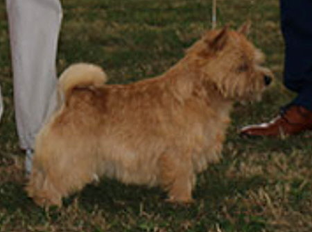 BEST : 3248 THOMPSON-MORGAN, Mrs C & LAZENBY, Mrs J - Ch Tinkave Vibe Setter At Belleville - NORWICH TERRIER - Dog