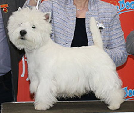 Group - 1st Place	2935 - Bellevue Lucky Devil at Krisma, Breed: West Highland White Terrier (Mrs D A Britten)