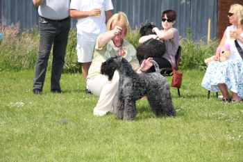 This Image  Has Been Illegally Copied Without Permission And Used On A Web Site Owned By Mrs Pat Munro. Yes, The Same Pat Munro Who Tried To Persuade People Not To Have Their Dogs Photographed By Me Tony Manning.