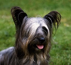 Skye Terrier