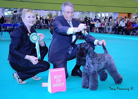 BEST OF BREED: CH PERRISBLU KENNISLAINS CHELSEY Bitch Owner: E, L, C, B & P YINGLING & DAVIES 