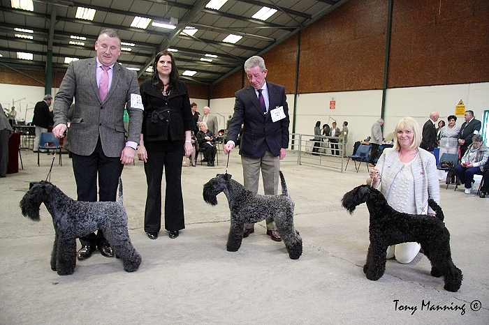 BCC CH PERRISBLU DIGNITY - DCC & BOBHALLSBLU FIBBER MAGEE IR JUN CH - BP LEMRACDREAM FIELD OF DREAMS