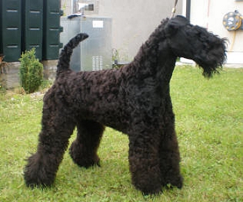 Black Magic At Kopykats