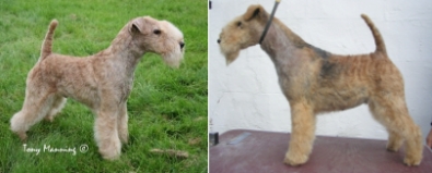 Ch Louieville Red Prince ex Blackdale Ambitious