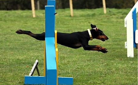 Manchester Terrier Agility