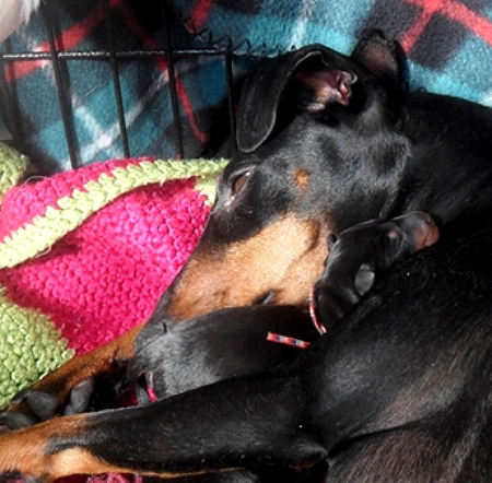 Manchester Terrier