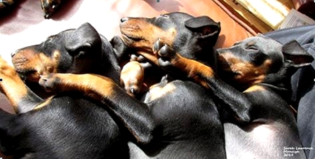 Manchester Terriers Asleep