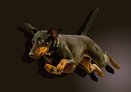 Manchester Terrier