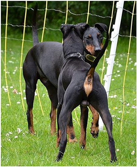 Manchester Terriers