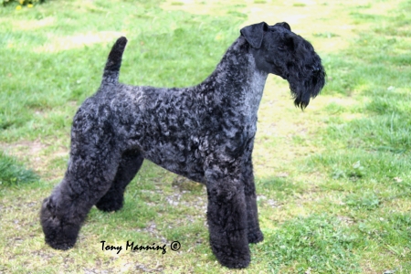 Kerry Blue Terrier BOB Granemore Imperial Beauty Of Colinca