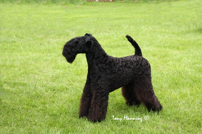 Perrisblu Kennislain's Chelsey