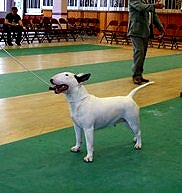 RBIS Warbonnet Illusion