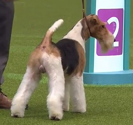BEST OF BREED TERRIER GROUP WINNER  CH KING ARTHUR VAN FOLINY HOME Dog Owner: MR R & MRS D DE MUNTER-UITERWIJK 