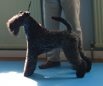 KENMILEVEN FIRST CLASS FOR KAMAGHAN