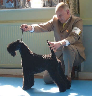 LYNNSTO HIGH VOLTAGE