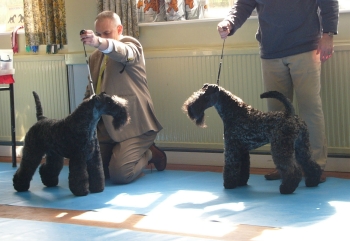 Ch. ROLLICK’S FOOL FOR FAME & KENMILEVEN FIRST CLASS FOR KAMAGHAN