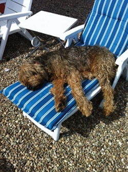 Otterhound