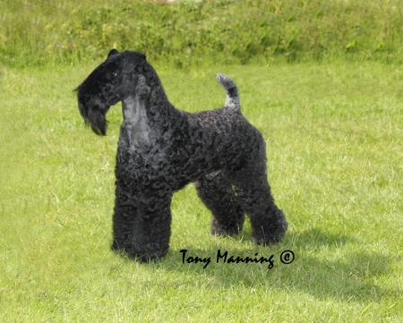 BIS CH  TORUM&rsquo;S LEMRACDREAM RAINBOW GEORGE 