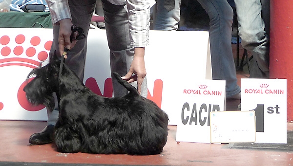 Scottish Terrier BOB GEMMNA STONEHENGE ESTATE SHIRAZ